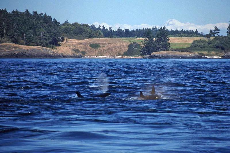 1998-07 Orcas Island 18 Whale Watching.jpg